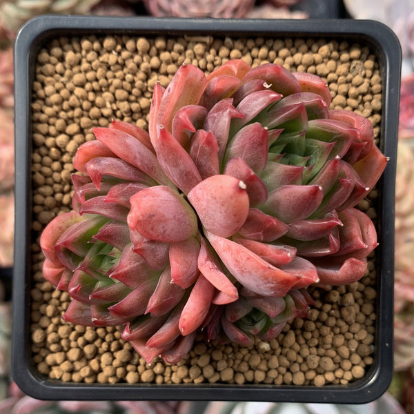 Echeveria Agavoides 'Angela Star' 4" Cluster Succulent Plant