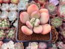 Pachyphytum 'Doctor Cornelius' 2" Succulent Plant