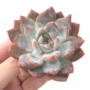 Echeveria 'Elegans Potosina' 3" Powdery Succulent Plant