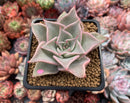 Echeveria 'Madiba' 3" Succulent Plant