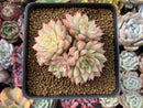 Echeveria 'Mebina' Variegated 4" Cluster Succulent Plant