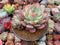 Echeveria 'Star Mark' Extra Large 6"-7" Powdery Succulent Plant