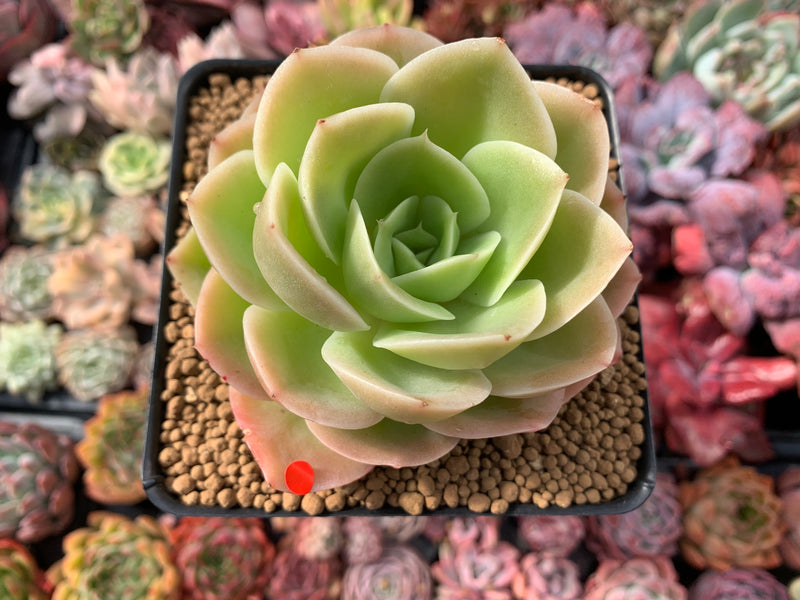 Echeveria 'Arenas' 3"-4" Succulent Plant