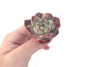 Echeveria 'Ariel' 1-2" Succulent Plant