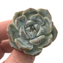 Echeveria 'Snow Bunny' 1" Powdery Succulent Plant