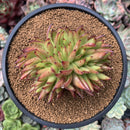 Echeveria Agavoides 'Frank Reinelt' Crested 4" Succulent Plant
