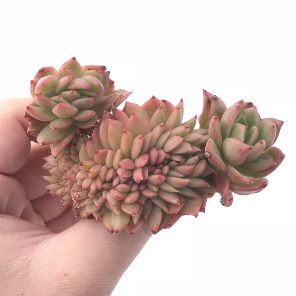 Echeveria Agavoides Gilva Crested 4” Rare Succulent Plant