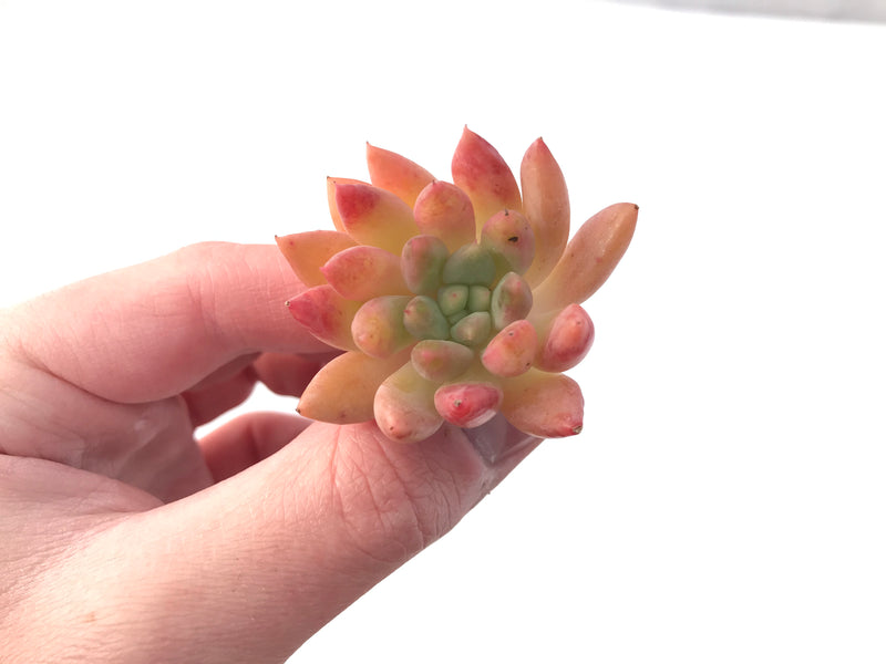 Echeveria Agavoides 'Pink Top' 2" New Hybrid Succulent Plant