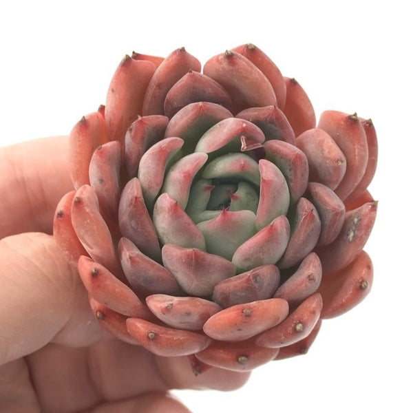 Echeveria 'Cortes' 3" Rare Succulent Plant