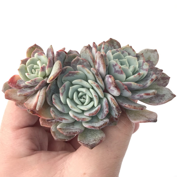 Echeveria 'Raffine' Cluster 3" Powdery Succulent Plant