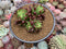 Sedum 'Rubrotinctum' Cluster 4" Succulent Plant