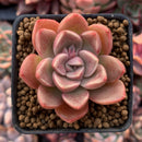 Echeveria 'Moralbi' 1” Succulent Plant