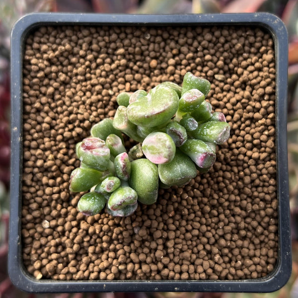 Crassula 'Gollum' Variegated 1" Succulent Plant