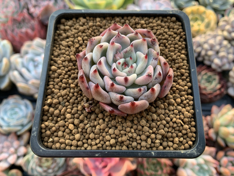 Echeveria 'Cherry Blossom Ending' 2" Succulent Plant