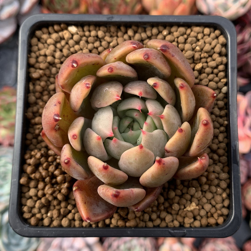 Echeveria Agavoides 'Magic Plot' 2" Succulent Plant