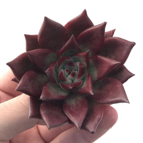 Echeveria Agavoides 'Luming' 3" Succulent Plant