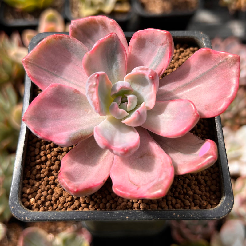 Graptoveria 'Mrs. Richards' Variegated 2" Succulent Plant