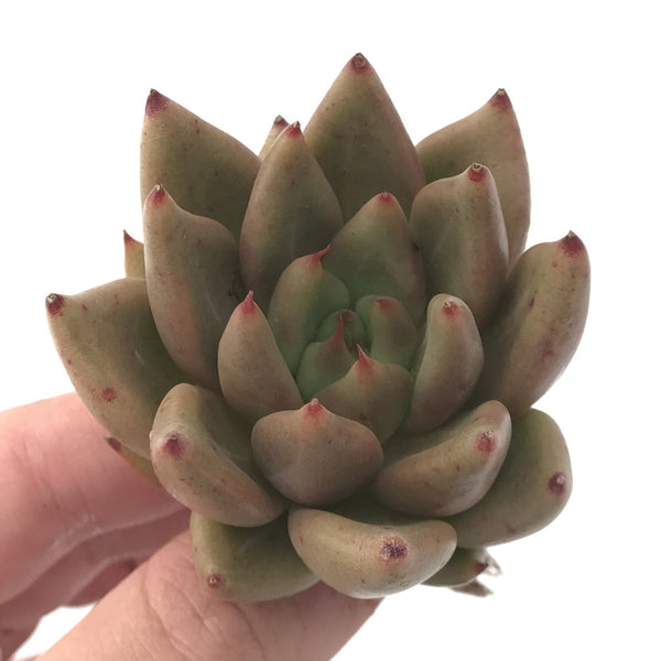 Echeveria Agavoides 'Planetary Stars' 2" Succulent Plant