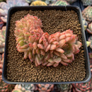 Echeveria Agavoides 'Gilva' Crested 3"-4" Succulent Plant