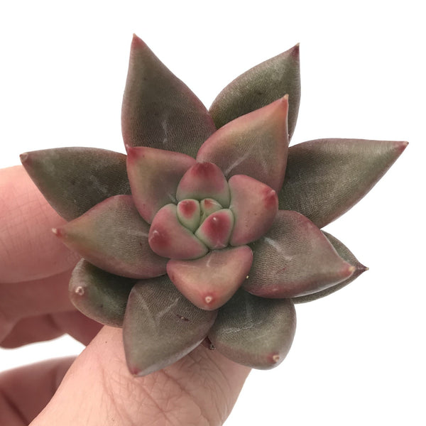 Echeveria Agavoides 'Shaikh' 1"-2" Succulent Plant