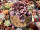 Echeveria 'Raindrop' 4" Succulent Plant