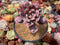 Echeveria 'Raindrop' 4" Succulent Plant