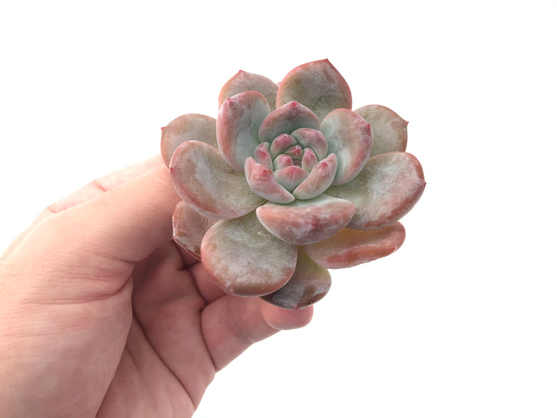 Echeveria 'Hosikage' 2"-3" Powdery Succulent Plant