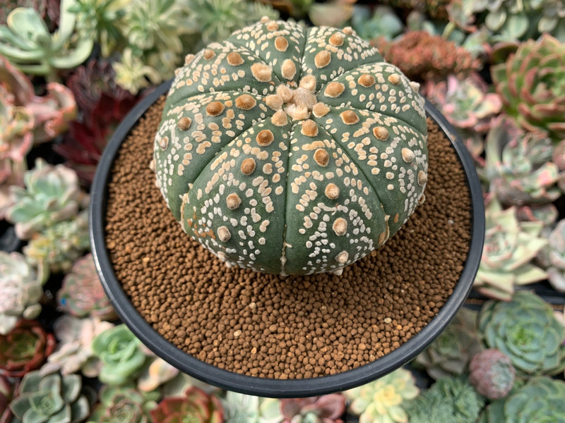 Astrophytum Asterias 'Mirakuru' 4" Plant Large Specimen *NO ROOTS*