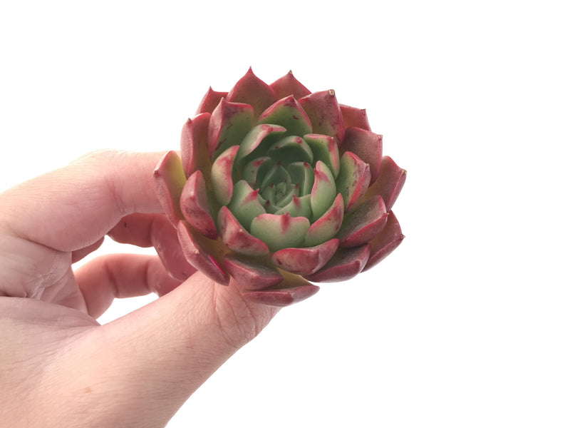 Echeveria 'Hailey' New Hybrid 2" Succulent Plant