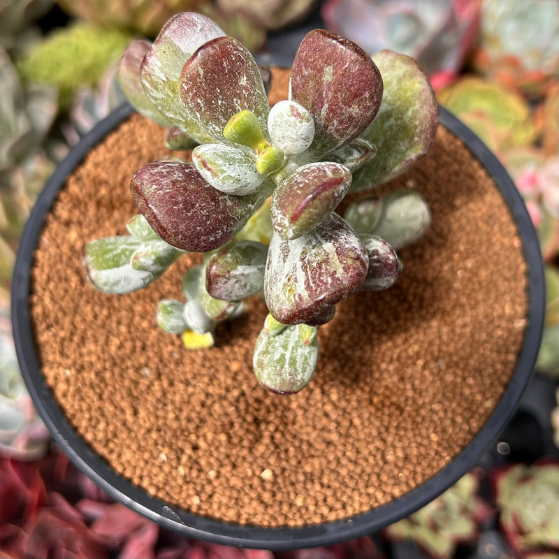 Cotyleydon Orbiculata Var. 'Hoppi' Variegated 3" Succulent Plant