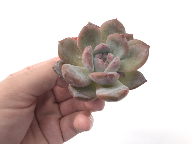 Echeveria 'Hosikage' 2"-3" Powdery Succulent Plant