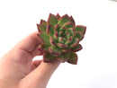 Echeveria Agavoides 'Pebbles' 3" Succulent Plant