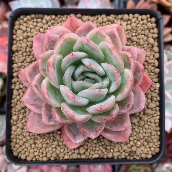 Echeveria 'Japanese Raspberry' 3" Succulent Plant