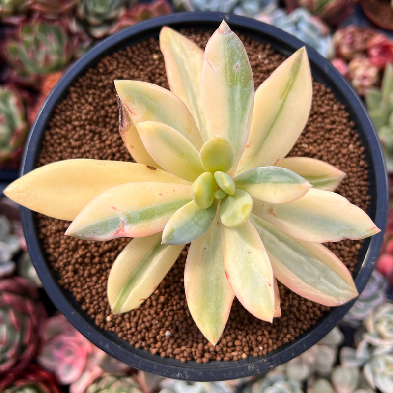 Pachyveria 'Cypress' Highly Variegated 4" Succulent Plant