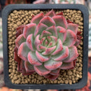 Echeveria Agavoides 'Forte' 2" Succulent Plant