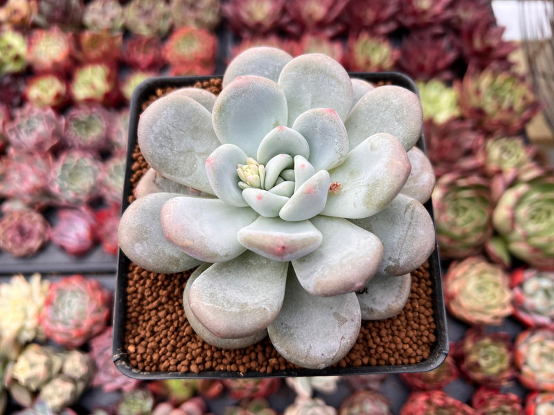 Pachyveria 'Pearlberry' 3" Succulent Plant