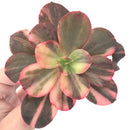 Echeveria 'Primadonna' Variegated 4"-5" Succulent Plant