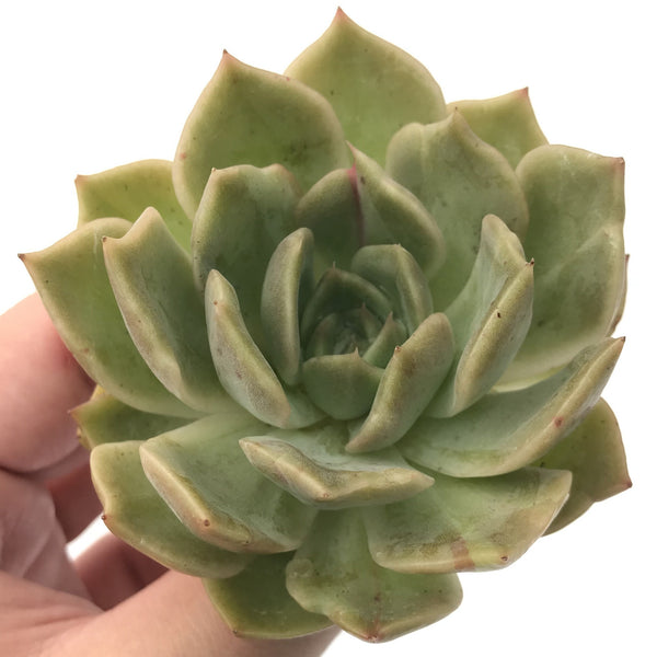 Echeveria 'Nocturnal' Variegated 3"-4" Succulent Plant