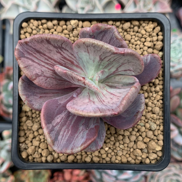 Pachyveria 'Jocelyns Joy' Variegated 2" Cutting Succulent Plant