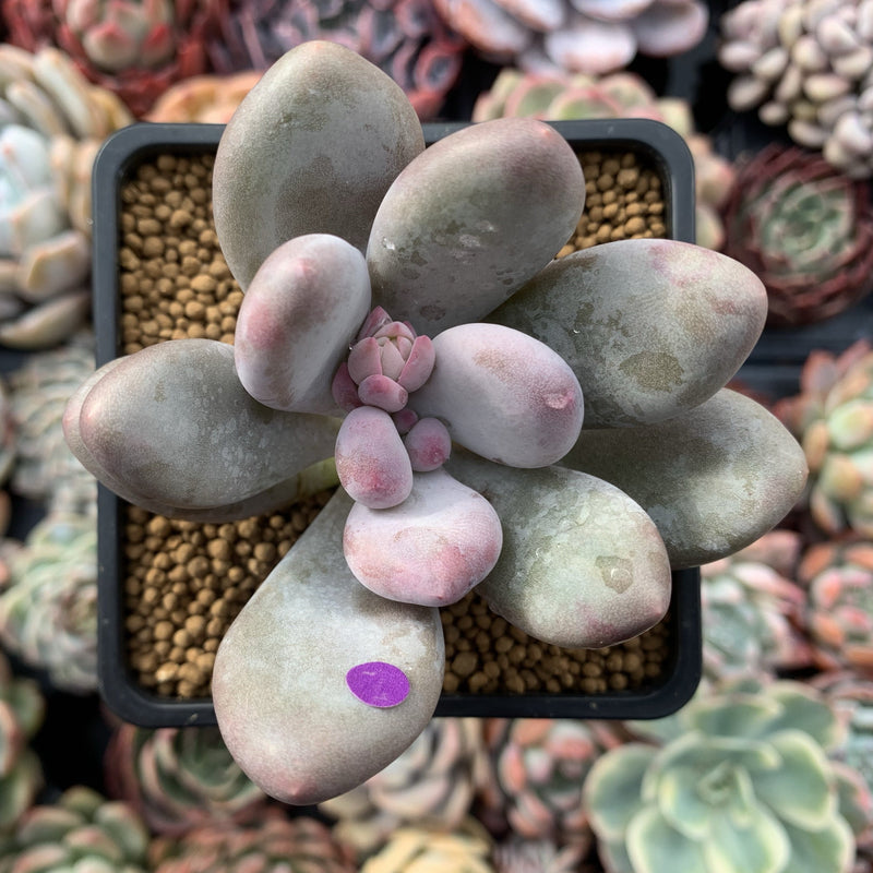 Pachyveria 'Beauty' 2" Powdery Succulent Plant