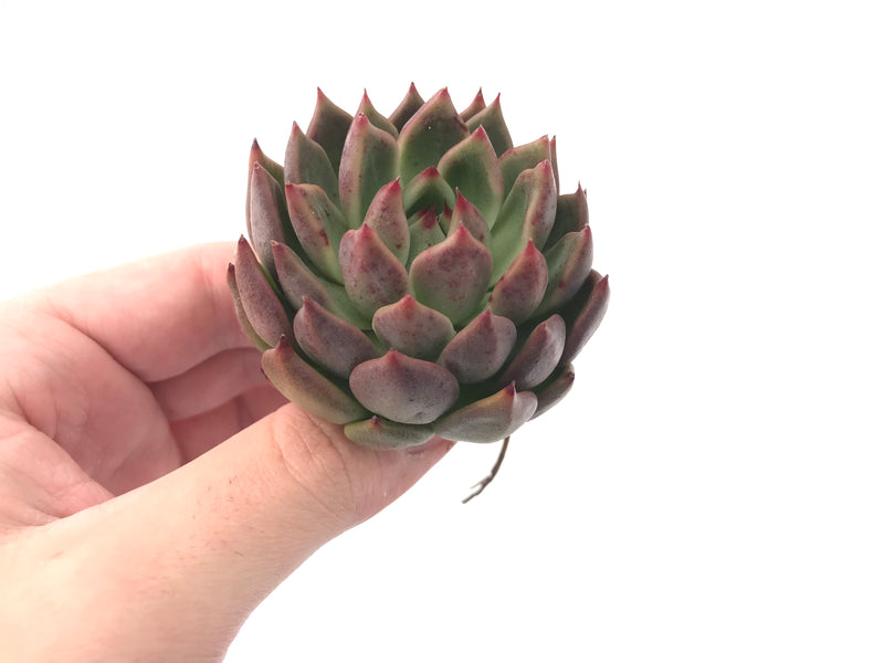 Echeveria Agavoides 'Golden Bear' 2"-3" Succulent Plant