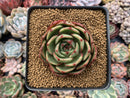 Echeveria Agavoides 'Salu' Round Leaf Clone 2"-3" Succulent Plant