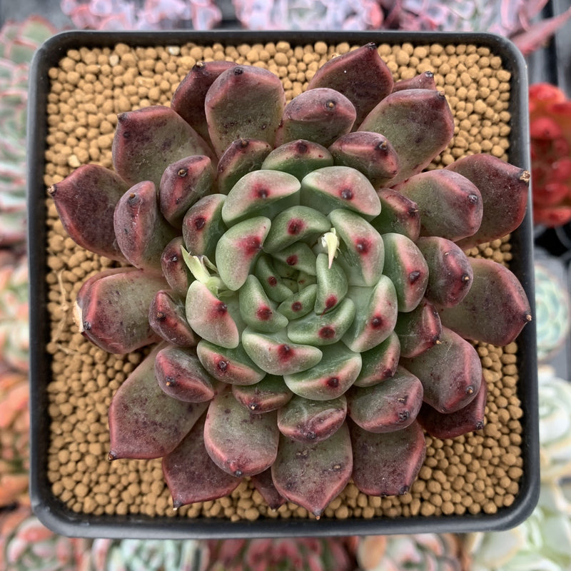 Echeveria Agavoides 'Golden Bear' 3"-4" Succulent Plant