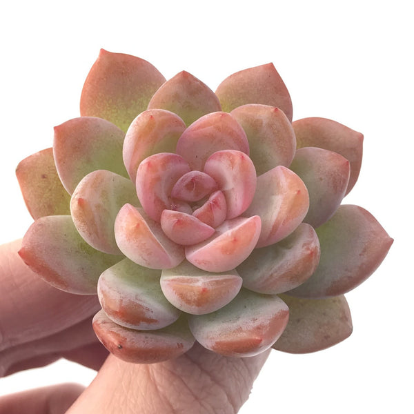 Echeveria 'Starmark' 2" Succulent Plant