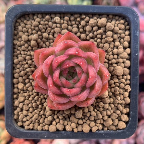 Echeveria Agavoides 'Angela Star' 1" Small Succulent Plant