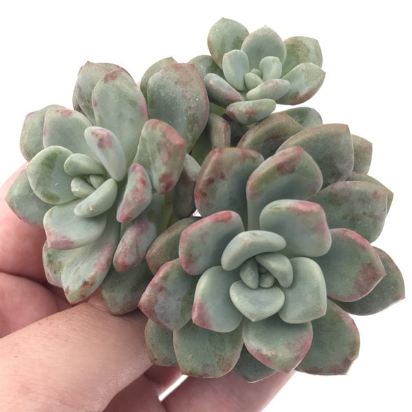 Echeveria 'Amore' Cluster 2"-3" Succulent Plant