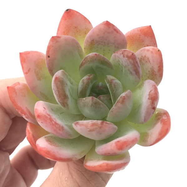 Echeveria 'Star Mark’ 2"-3” Powdery Succulent Plant