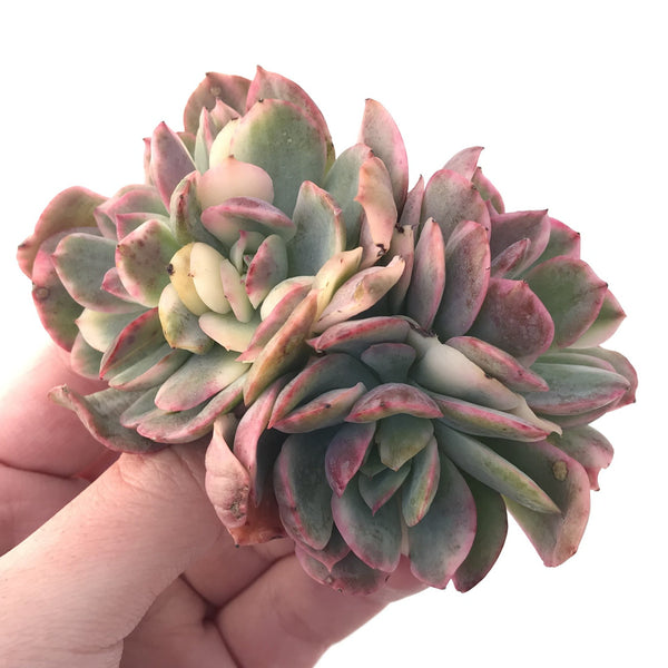 Echeveria 'Luella' Variegated Crest 4" Succulent Plant