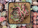 Echeveria Agavoides 'Amor' 3" Succulent Plant