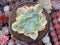 Echeveria 'Hakuhou' Variegated 5" Succulent Plant